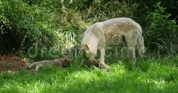 北极狼犬狼疮苔原母亲和幼崽站在近登入口实时视频的预览图