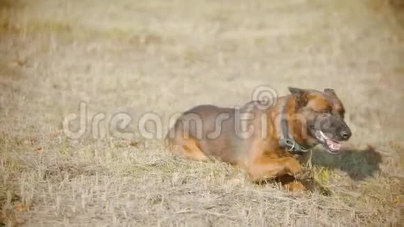 有趣的德国牧羊犬在草地上嬉戏嗅着什么视频的预览图