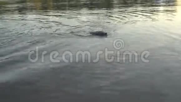 一只野刺猬在陆地上的河上游泳视频的预览图
