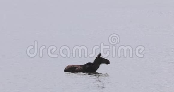 驼鹿在河里游泳视频的预览图