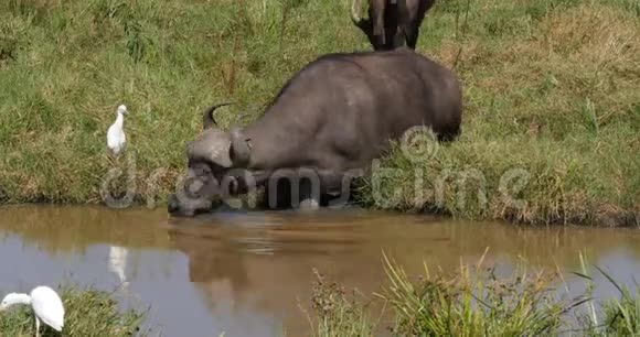 非洲水牛切角水洞成人饮水白鹭白嘴肯尼亚内罗毕公园实时视频的预览图