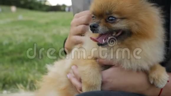快乐的狗主人时间可爱的微笑波美拉尼亚斯皮茨享受宠物主人女人的手录像片段视频的预览图