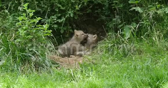 北极狼犬狼疮苔原幼仔在洞口附近玩耍实时视频的预览图