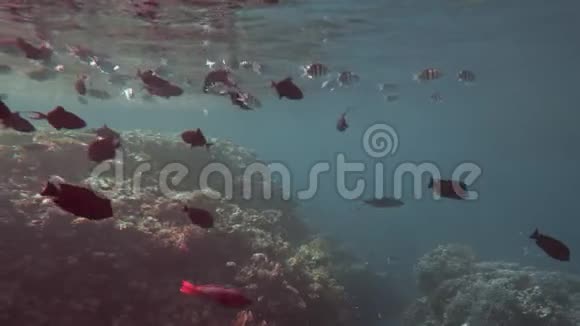 五彩斑斓的鱼在它们的栖息地水下拍摄背景是一片五颜六色的珊瑚礁太阳阳光视频的预览图