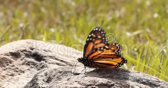 帝王蝶慢慢地从岩石上飞下来视频的预览图