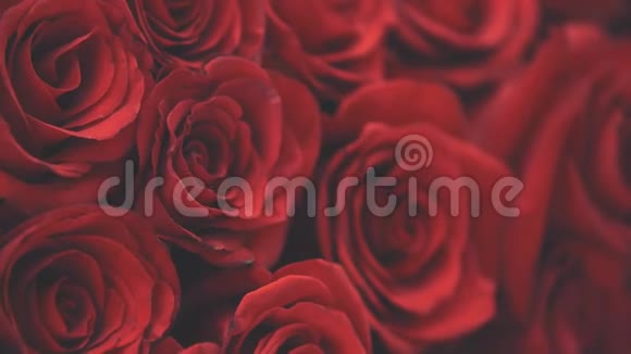 触摸模糊的视频美丽的花束大红色玫瑰视频的预览图