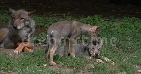 欧洲狼犬狼疮法国母狼实时视频的预览图