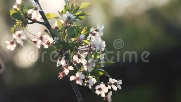 樱花树的枝干迎风招展视频的预览图