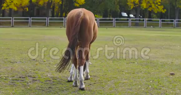 一匹棕色的马在畜栏吃草的后景优雅的动物在秋天的草地上觅食电影4k镜头视频的预览图