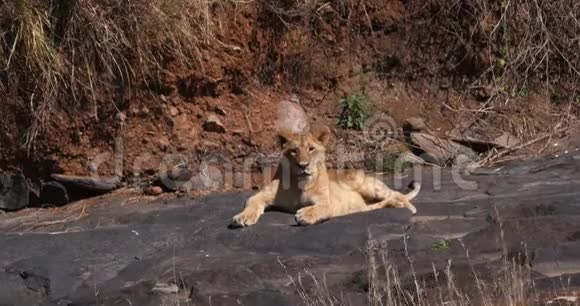 非洲狮子潘特拉里奥小熊站在岩石上肯尼亚内罗毕公园实时视频的预览图