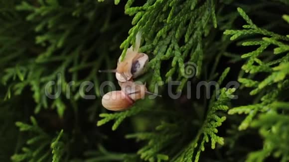 一根树枝上的两只蜗牛已经一起长大了视频的预览图