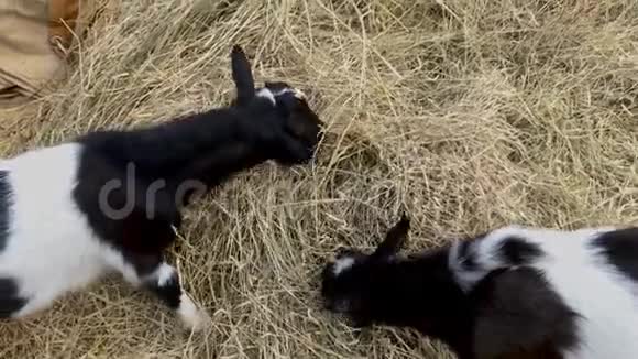 两只黑白相间的小公山羊在阳光明媚的夏日在农场里吃干草和牲畜视频的预览图