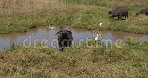 非洲野牛角牛水洞成虫灰鹭和牛鹭肯尼亚内罗毕公园实时视频的预览图