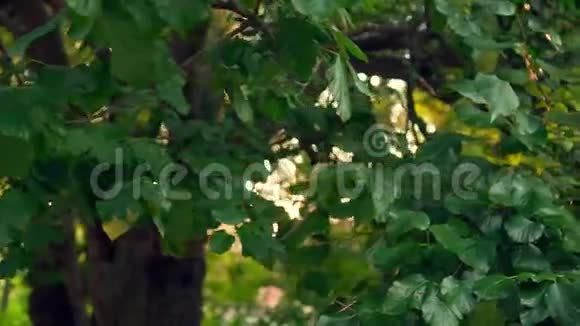 在夕阳的温暖光线下树干背景下的树枝上的叶子视频的预览图