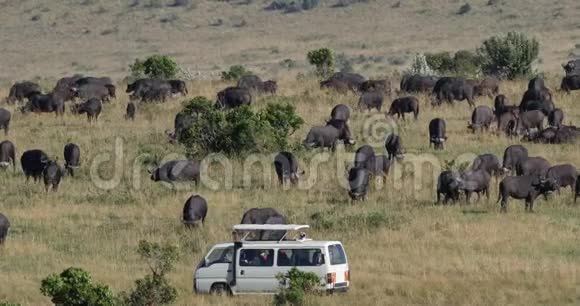 肯尼亚内罗毕公园萨凡纳的非洲野牛赛克斯卡弗和赫尔德摄影棚视频的预览图