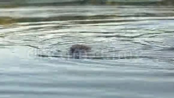 一只野刺猬在陆地上的河上游泳视频的预览图