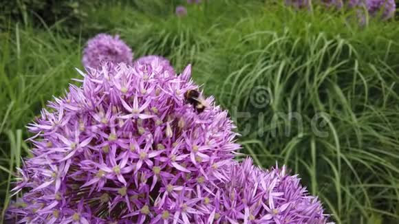 蜜蜂授粉大紫色allium花视频的预览图