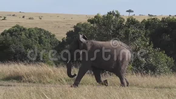 非洲象非洲象成人穿过热带草原肯尼亚马赛马拉公园视频的预览图