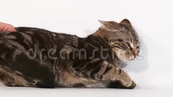 棕色Tabby家猫躺在白色背景下张开嘴视频的预览图