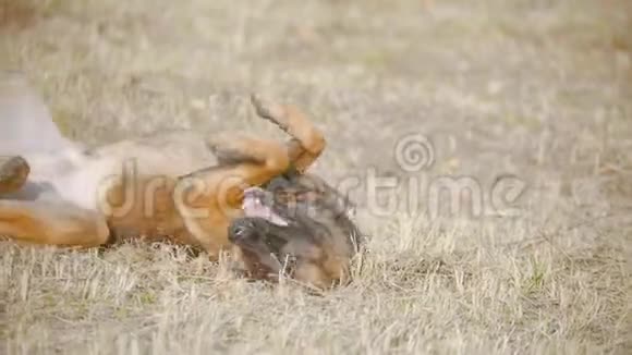 有趣的德国牧羊犬在秋草上嬉戏翻滚视频的预览图