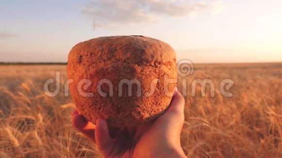 手掌上烤着一块面包新鲜的黑麦面包在成熟的耳朵上麦粒落在面包上在面包的手中视频的预览图