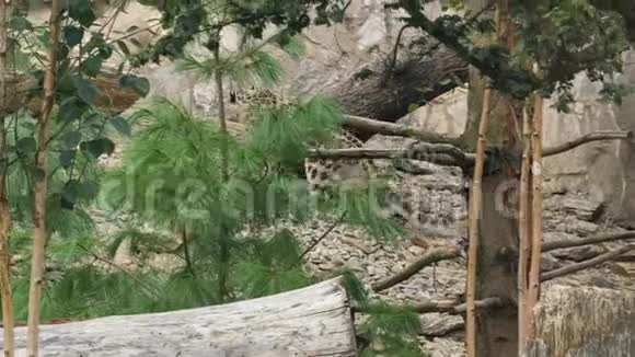 一只雪豹在靠近岩石峡谷的森林中穿过绿树视频的预览图