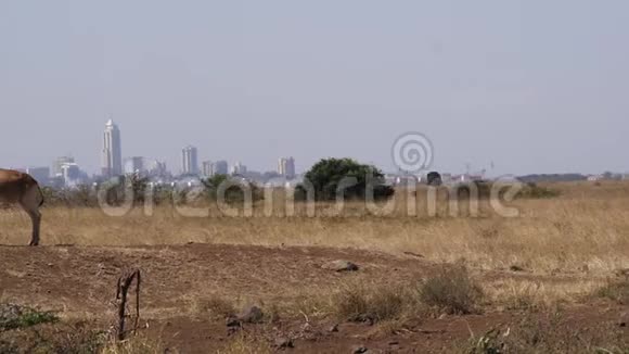 Hartebeestalcelaphusbuselaphus成人站在萨凡纳马赛马拉公园内罗毕市肯尼亚后面视频的预览图