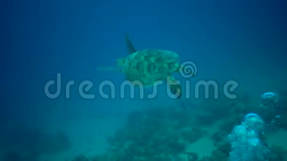 碧海龟雪莲龟在碧水中游去视频的预览图