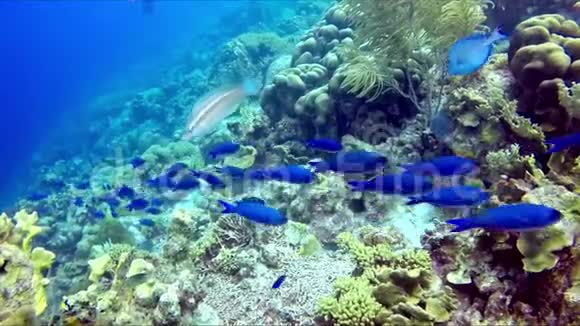 一条蓝色的鱼漂浮在礁石上搜索岩石视频的预览图
