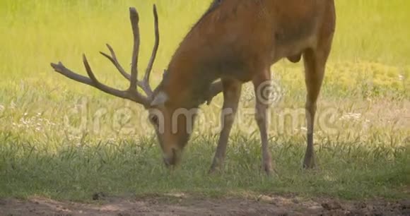国家公园镜头前拍摄的一只美丽的棕鹿在野外吃草的特写镜头视频的预览图