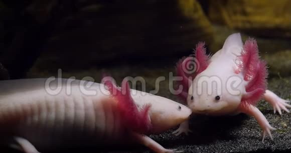 Axolotl墨西哥两栖动物对实时视频的预览图