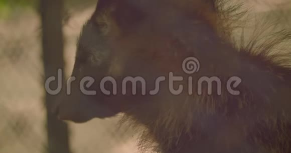 大自然中可爱的浣熊的特写肖像视频的预览图