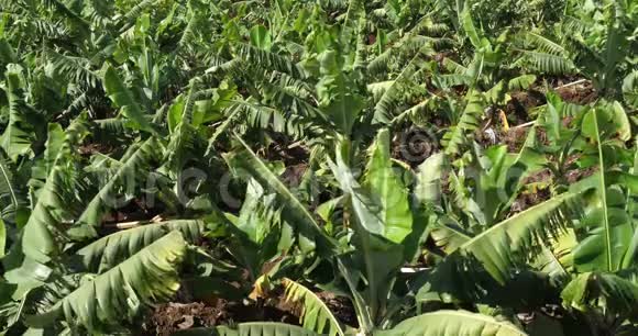 香蕉种植园Canhas区葡萄牙马德拉岛实时视频的预览图
