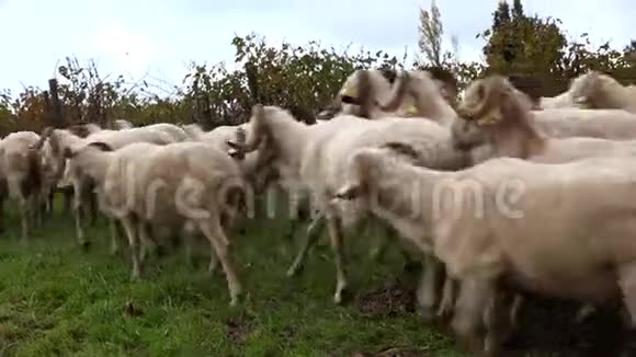 可持续发展波尔多葡萄园的羊群牧场视频的预览图