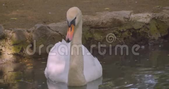 国家公园自然湖中一只美丽的白天鹅在镜头前游泳特写镜头视频的预览图