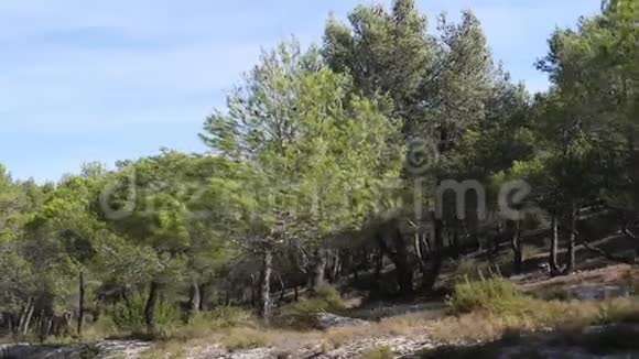 法国东南部莫桑莱斯阿尔皮勒附近的松树景观视频的预览图