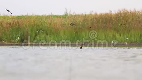 燕子和沙马丁斯飞过湖面喝水视频的预览图