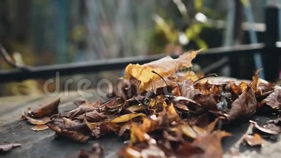 干燥的秋叶躺在金属桌子上秋天情绪和感受关门视频的预览图