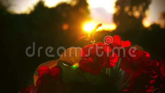 太阳从红花上升起视频的预览图