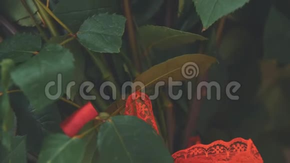 剪裁的大红玫瑰花束视频把注意力集中在用漂亮的结绑起来的红色丝带上视频的预览图