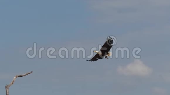 非洲鱼鹰卤虫发声器飞行中的成人爪鱼对在肯尼亚巴林戈湖捕鱼视频的预览图