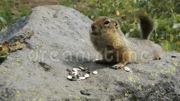 北极地松鼠在岩石上吃种子堪察加视频的预览图