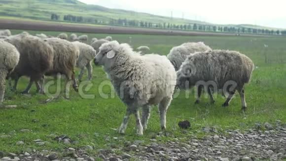 羊毛羊群穿过山上在农场上放牧绿色的田野视频的预览图