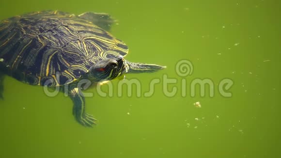 海龟在绿湖上视频的预览图