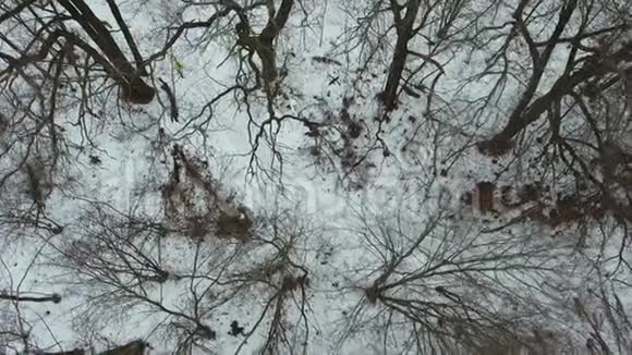 冬季寒冷的森林中穿黄色外套的运动员在空中慢跑视频的预览图