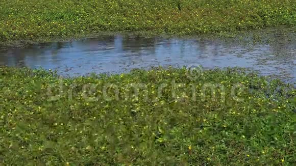 法国东南部Camargue的水月见草六叶草Scamandre公园视频的预览图