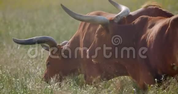 国家公园里一群公牛的特写镜头视频的预览图