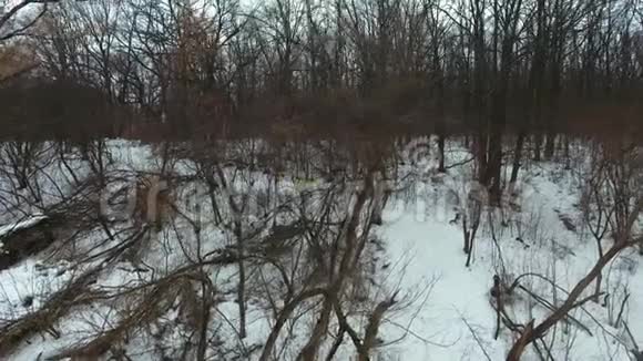 穿黄色外套的运动员在冬季森林里下山的空中射击视频的预览图