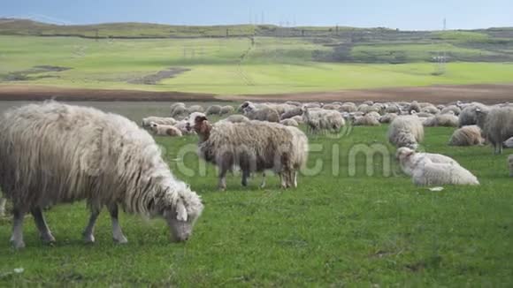绿草羊吃白色背景野生生活农村动物散步完全活跃视频的预览图