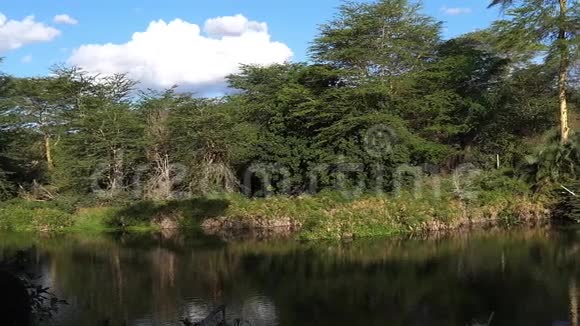 肯尼亚茨沃西公园姆齐马泉湖视频的预览图